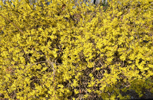 Forsythia x intermedia