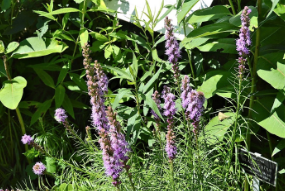 Liatris spicata