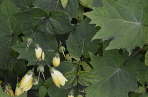 Thalictrum flavum subsp. flavum