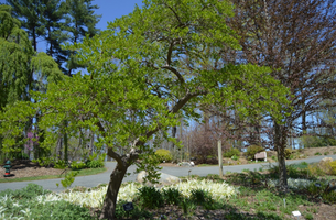 Styrax japonicus 'Carillon'