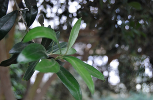 Olea europaea