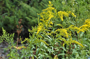 Solidago juncea