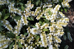 Pieris japonica 'Cavatine'