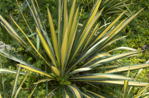 Yucca filamentosa 'Color Guard'