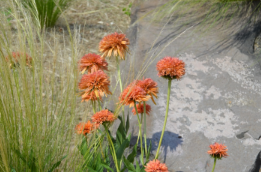 Echinacea 'Colorburst Orange'