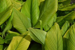 Curcuma longa