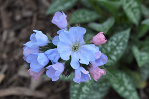 Pulmonaria 'Twinkle Toes'