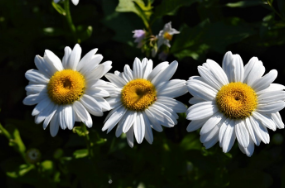 Leucanthemum x superbum 'Becky'