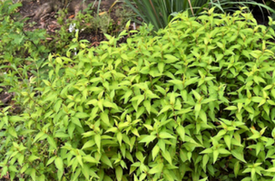 Persicaria odorata