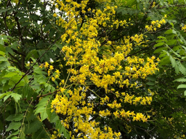 Koelreuteria paniculata