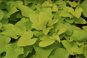 Ipomoea batatas 'Margarita'