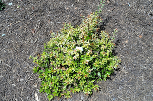 Abelia x grandiflora 'Mardi Gras'