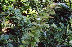 Berberis x gladwynensis 'William Penn'