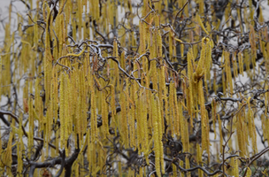 Corylus avellana 'Contorta'