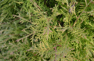 Thuja occidentailis 'Fire Chief'