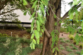 Metasequoia glyptostroboides 'National'