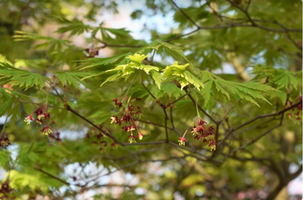 Acer japonicum 'Aconitifolium'