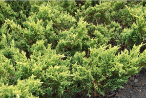 Juniperus horizontalis 'Good Vibrations'