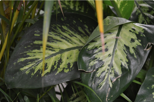 Dieffenbachia seguine