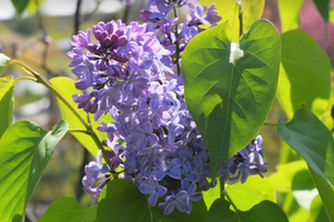 Syringa vulgaris 'President Lincoln'