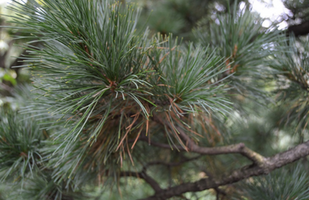 Pinus cembra 'Chalet'