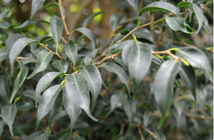 Ficus benjamina