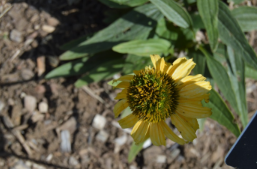 Echinacea 'Dixie Sun'