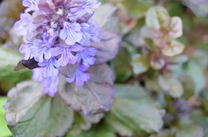 Ajuga reptans 'Black Scallop'