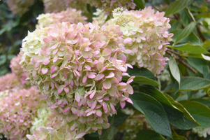 Hydrangea paniculata 'Little Lime'