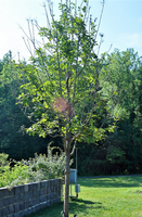 Syringa reticulata subsp. pekinensis