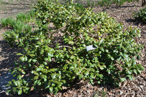 Ilex opaca 'Clarendon'