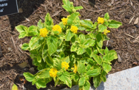 Lantana camara 'Samantha'