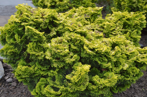 Chamaecyparis obtusa 'Nana Lutea'