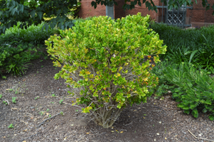 Buxus harlandii 'Richard'