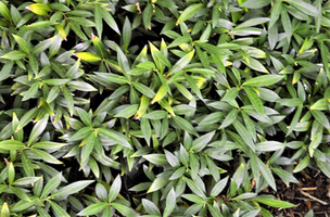 Sarcococca hookeriana var. humilis