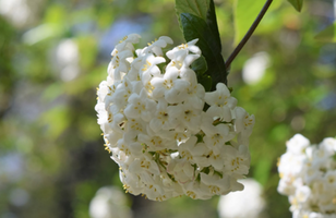 Viburnum x burkwoodii