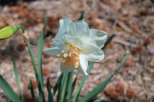 Narcissus 'Delnashaugh'