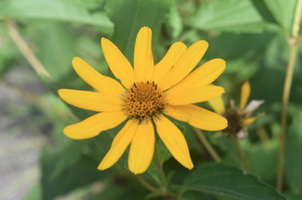 Heliopsis helianthoides var. scabra 'Sommersonne'