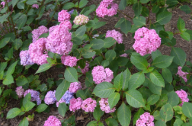 Hydrangea macrophylla 'Bloomstruck'