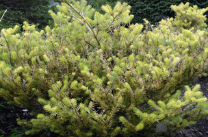 Abies koreana 'Aurea'