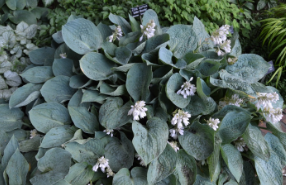 Hosta 'Silver Bay'