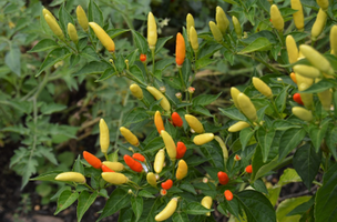 Capsicum annuum