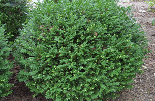 Buxus 'Green Velvet'