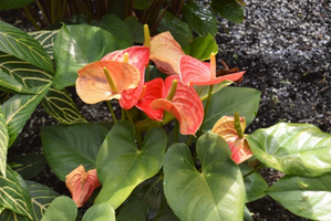 Anthurium andraeanum