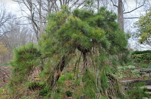 Pinus densiflora 'Pendula'