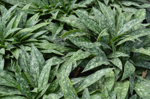 Pulmonaria 'Raspberry Splash'