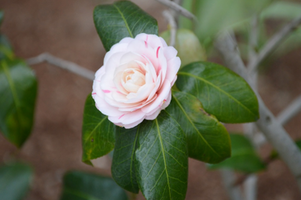 Camellia japonica 'April Dawn'