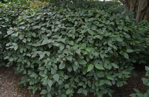 Viburnum x burkwoodii 'Mohawk'