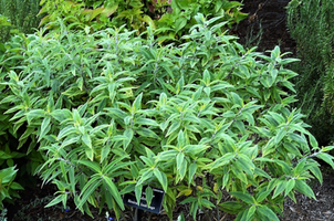 Salvia leucantha 'Eder'