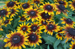 Echinacea X Rudbeckia 'Summerina Brown'